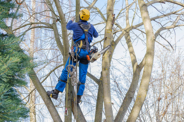 Seattle, WA Tree Services Company